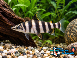 Aquariumvissen voorraad