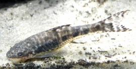 Otocinclus arnoldi /dwergalgeneter