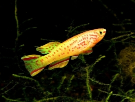 fundulopanchax gardneri gold