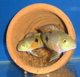 Cichlasoma nicaraguensis / Hypsophrys nicaraguensis