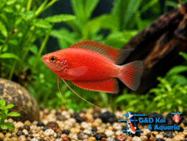 Colisa Chuna Red/ gourami Rood