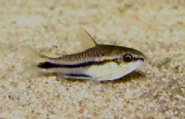 Corydoras pygmaeus / Dwergpantsermeerval