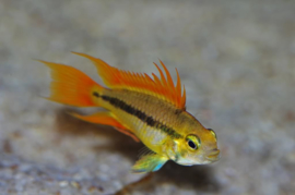 Apistogramma cacatuoides Orange / Dwerg cichlide