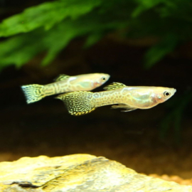 Poecilia endleri / Endler guppy Golden Yellow