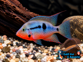 Cichlasoma meeki / Vuurkeel cichlide