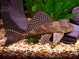 Hypostomus plecostomus / algeneter