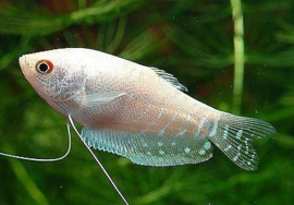 Trichogaster Opal / Opaal Gourami