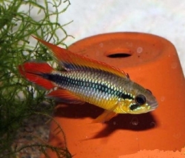 Apistogramma agassizii / dwerg cichlide