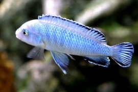 Pseudotropheus socolofi