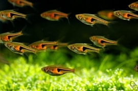 rasbora espei / kegelvlek
