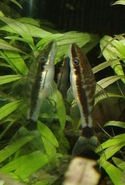 Otocinclus macrospilus / algeneter