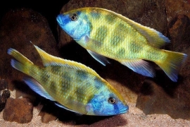 Haplochromis Venustus / Malawi Cichlide