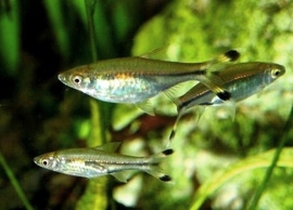 rasbora trillineata / knipstaart