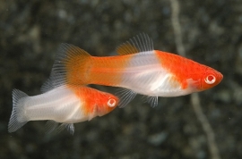 Xipho. Maculatus  koi / Platy Koi