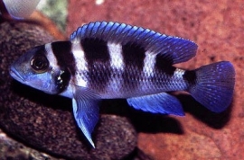 Neolamprologus Tretocephalus / Tanganyika Cichlide