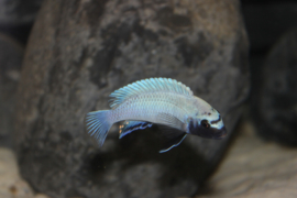 Pseudotropheus Polit / Malawi Cichlide
