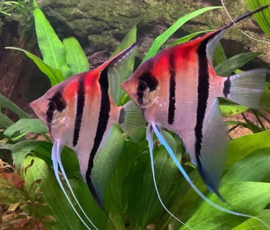 Pterophyllum scalare manacapuru red back  / Maanvis