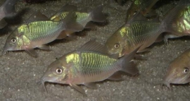 Brochis Splendens / Smaragd corydoras