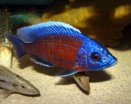 Haplochromis Borleyi Red Kadango / Copadichromis Borleyi Red Kadango