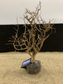 Osaka Bonsai Tree nr 13 - 25x10x37cm - aquascaping boom