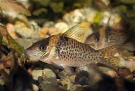 Corydoras Delphax / Pantsermeerval