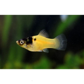 maculatus bumble bee / platy bumble bee