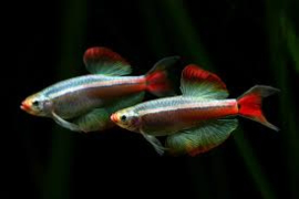 Tanichthys albonubes Longfin / Chinese Danio Longfin