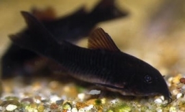 Corydoras Black Venezuela / Pantsermeerval