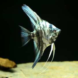 Pterophyllum scalare Blue Marble/ Maanvis Blue Marble