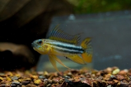 Apistogramma Bitaeniata / dwergcichlide