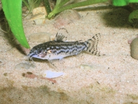 Aspidoras pauciradiatus / dwerg corydoras