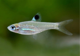 Rasbora dorsiocelata / lichtoogje