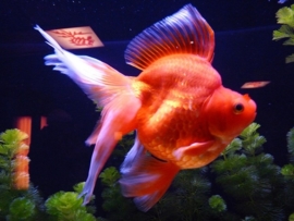 Fancy Goldfish Ryunkin Pearl