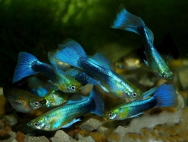 Poecilia reticulata  Blue Neon/ Guppy Blue Neon