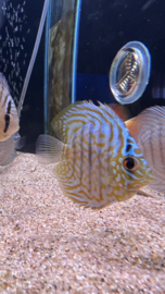 Symphysodon Aequifasciatus /  Discusvis Checkerboard Blue