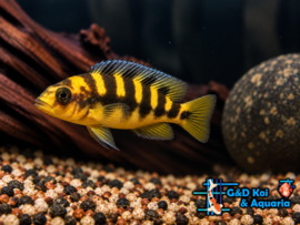 Metriaclima Crabro / Malawi Ciclide
