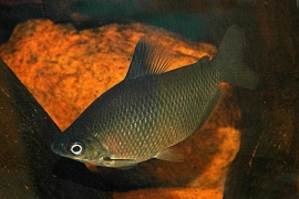 Distichodus Affinis / Zilver Distichodus