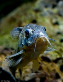 corydoras paleatus / pantsermeerval