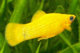 Poecilia Latipinna Gold  / goud molly