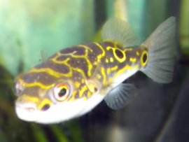 Tetraodon Palembangensis biocellatus / Kogelvis