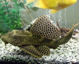 Hypostomus plecostomus / algeneter