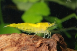 Neocaridina heteropoda  Yellow / Gele of citroengarnaal