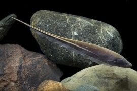 Sternopygus macrurus/ Goudenlijn mesvis