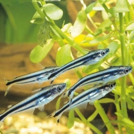 Eutropiellus Debauwi / Glasmeerval