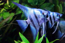 Pterophyllum scalare Blue shine / Maanvis Blue Shine