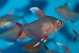 hyphessobrycon bentosi White Fin/ Roze Tetra White Fin