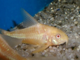 corydoras albino / pantsermeerval albino