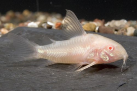 Corydoras Sterbai Albino / Pantsermeerval sterbai albino