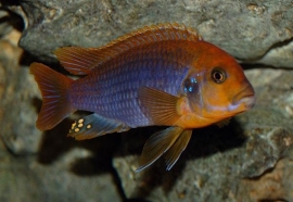 Iodotropheus Sprengerae / Malawi Cichlide