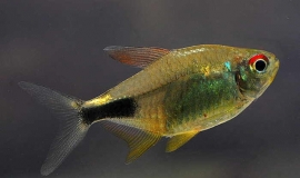 Hemigrammus Pulcher /  Karbonkelzalm